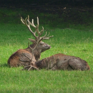 Wildwald Vosswinkel