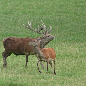 Wildwald Vosswinkel