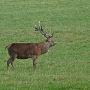 Wildwald Vosswinkel