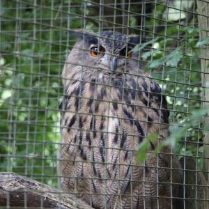 Wildwald Vosswinkel