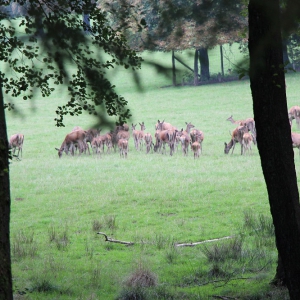 Wildwald Vosswinkel