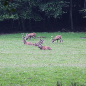 Wildwald Vosswinkel